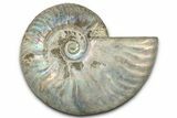 Silver Iridescent Ammonite (Cleoniceras) Fossil - Madagascar #328375-1